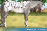Horse Color:Liver Chestnut Appaloosa 