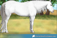 Horse Color:Liver Chestnut Appaloosa 