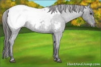 Horse Color:Blue Roan Appaloosa 