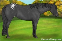 Horse Color:Blue Roan Blanket 
