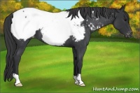 Horse Color:Blue Roan Near Fewspot 