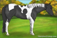 Horse Color:Smoky Black Tobiano 