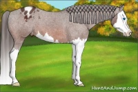 Horse Color:Bay Sabino Splash Appaloosa
