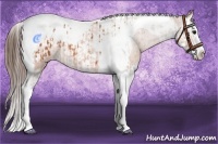 Horse Color:Bay Splash Tobiano Appaloosa and Bay Splash Tobiano Appaloosa