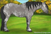 Horse Color:Grullo Ice 