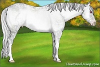 Horse Color:White Spotted Silver Classic Champagne Chinchilla Ice Onyx
