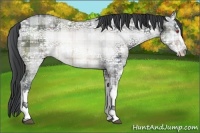 Horse Color:Plaid  Brown Chinchilla Ice Sabino 