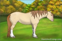 Horse Color:Gold Champagne Dun 