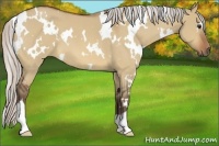 Horse Color:White Spotted Silver Bay Roan Dun 
