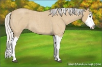 Horse Color:Silver Buckskin Roan Splash