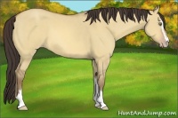 Horse Color:Amber Champagne Dun Sabino