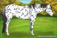 Horse Color:Blue Roan Appaloosa 