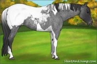 Horse Color:Blue Roan Tobiano Snowcap
