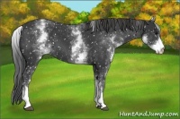 Horse Color:White Spotted Black Appaloosa 