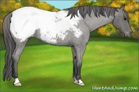 Horse Color:Blue Roan Appaloosa 