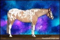 Horse Color:Sable Champagne Sabino Tobiano Appaloosa  and Sable Champagne Sabino Splash Tobiano Appaloosa 