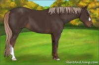 Horse Color:Liver Chestnut 