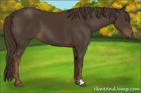 Horse Color:Liver Chestnut 