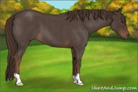 Horse Color:Liver Red Roan
