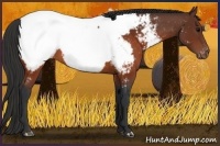 Horse Color:Brown Appaloosa 