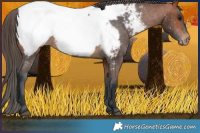 Horse Color:Brown Appaloosa