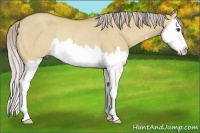 Horse Color:Palomino Dun Splash Rabicano 