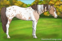Horse Color:Sable Champagne Sabino Tobiano Appaloosa  and Sable Champagne Sabino Tobiano Appaloosa 
