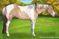 Horse Color:Sable Champagne Sabino Tobiano Appaloosa  and Sable Champagne Sabino Tobiano 