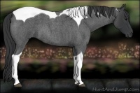 Horse Color:Blue Roan Tobiano 