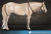 Horse Color:White Spotted Chocolate Perlino