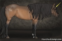 Horse Color:Buckskin 