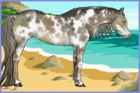 Horse Color:White Spotted Liver Red Dun 