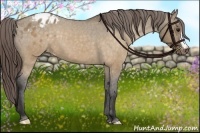 Horse Color:Buckskin Dun Appaloosa