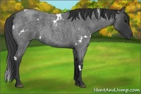 Horse Color:White Spotted Blue Roan 