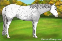 Horse Color:Blue Roan Splash Appaloosa 