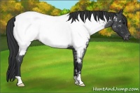 Horse Color:Blue Roan Near Fewspot 