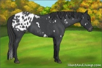 Horse Color:White Spotted Blue Roan Appaloosa 
