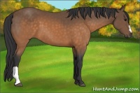 Horse Color:Buckskin 