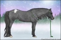 Horse Color:Black Appaloosa