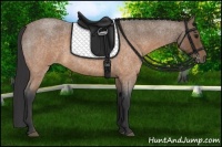 Horse Color:Buckskin Roan 