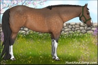 Horse Color:Buckskin 