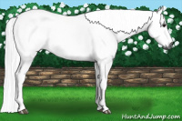 Horse Color:Gray Black 