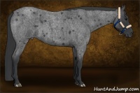 Horse Color:Blue Roan 