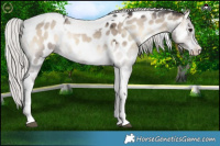 Horse Color:Silver Brown Onyx Sabino Tobiano Appaloosa 