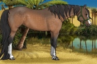Horse Color:Buckskin 