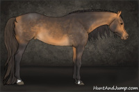 Horse Color:Buckskin 