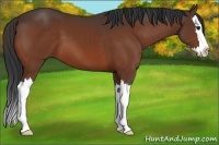 Horse Color:Bay Sabino Splash 
