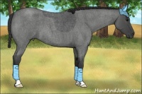 Horse Color:Blue Roan 