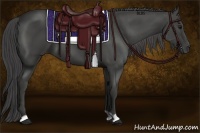 Horse Color:Smoky Black