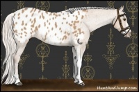 Horse Color:Silver Bay Dun Sabino Tobiano Frame Appaloosa Rabicano 